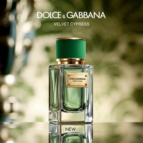 velvet cypress dolce gabbana